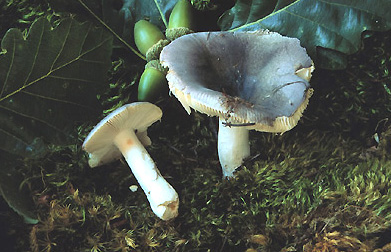  Image name: Russula_virescens7.jpg 
 width: 391 pixel 
 height: 252 pixel 
 Size: 66594 bytes 
 Click to enlarge 